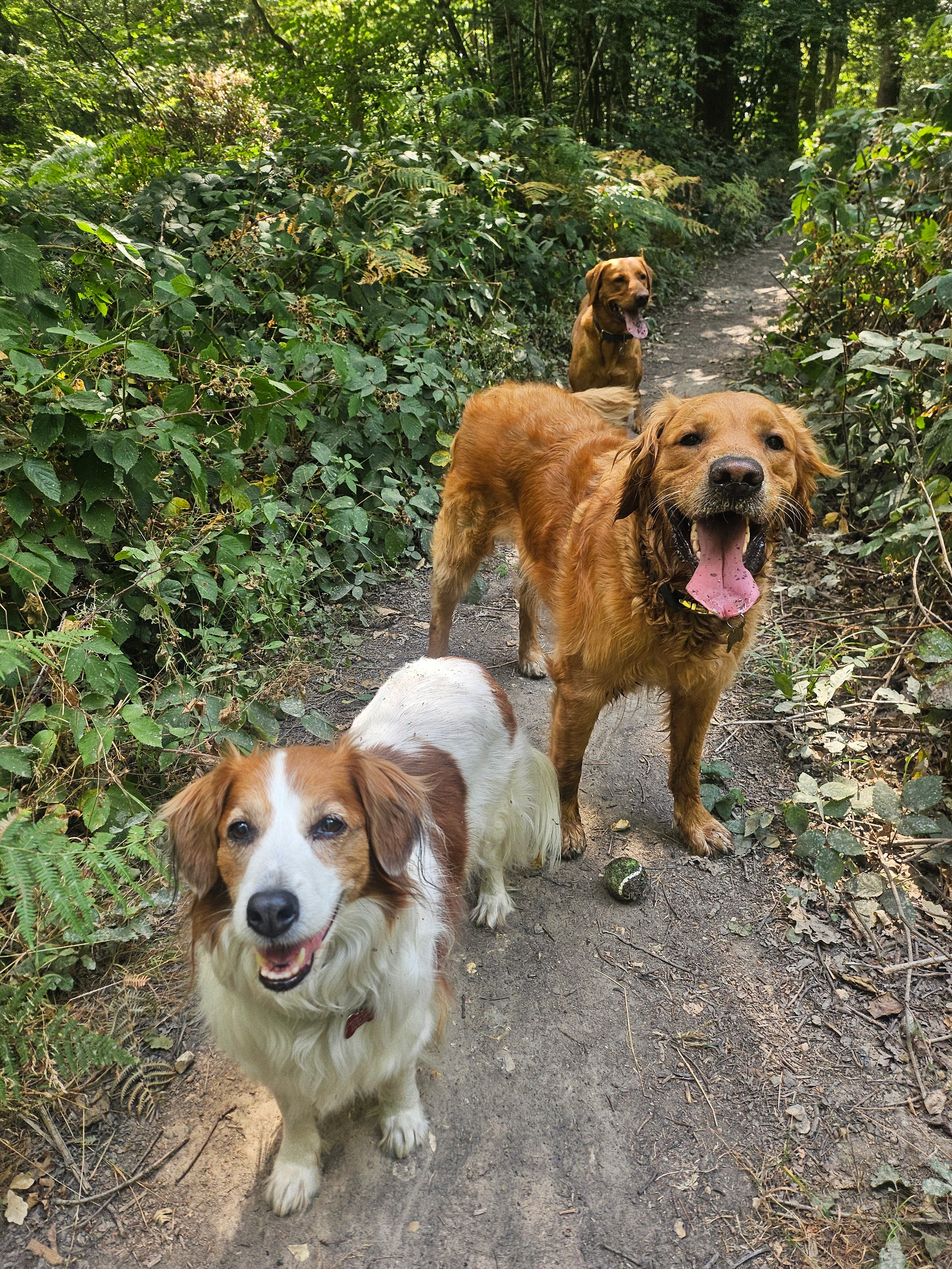 Group dog walk in the countryside