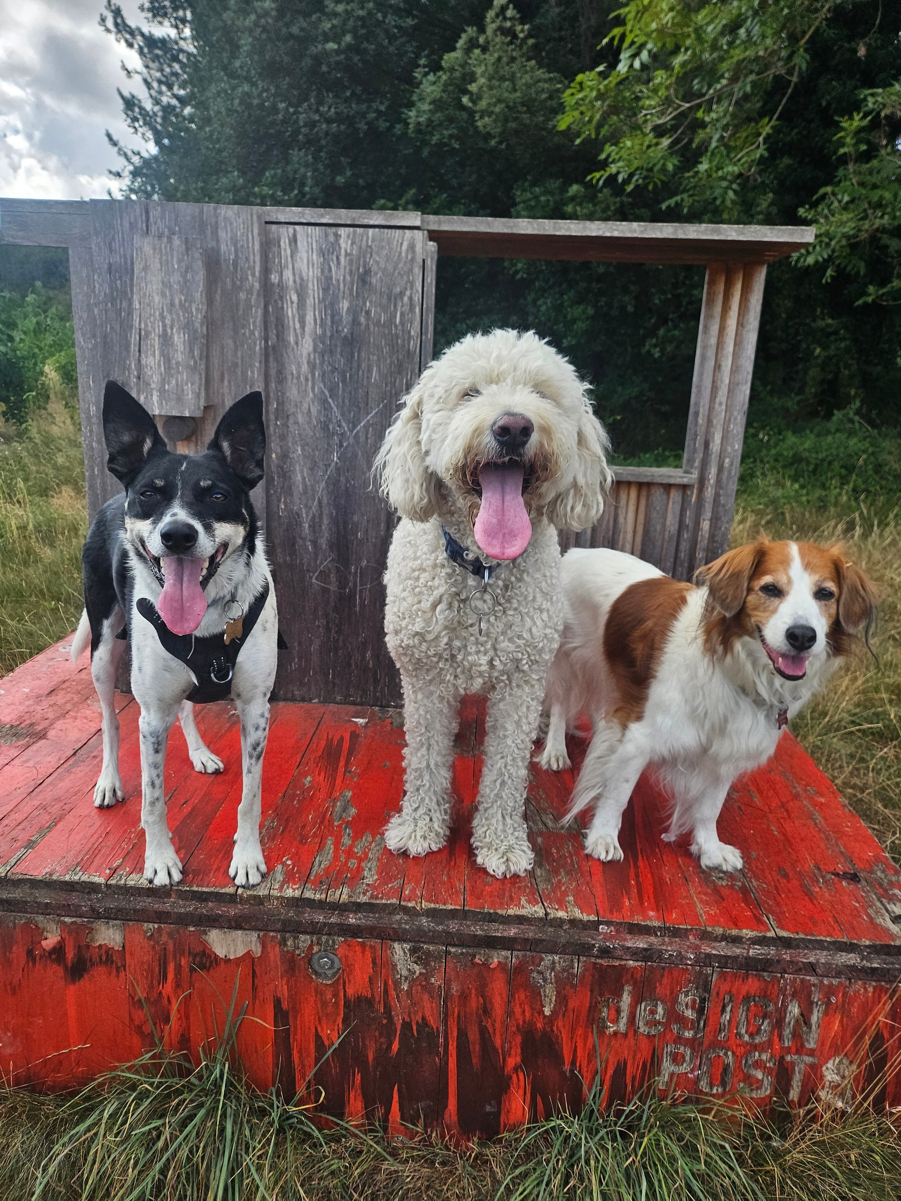 Dogs playing together in the park