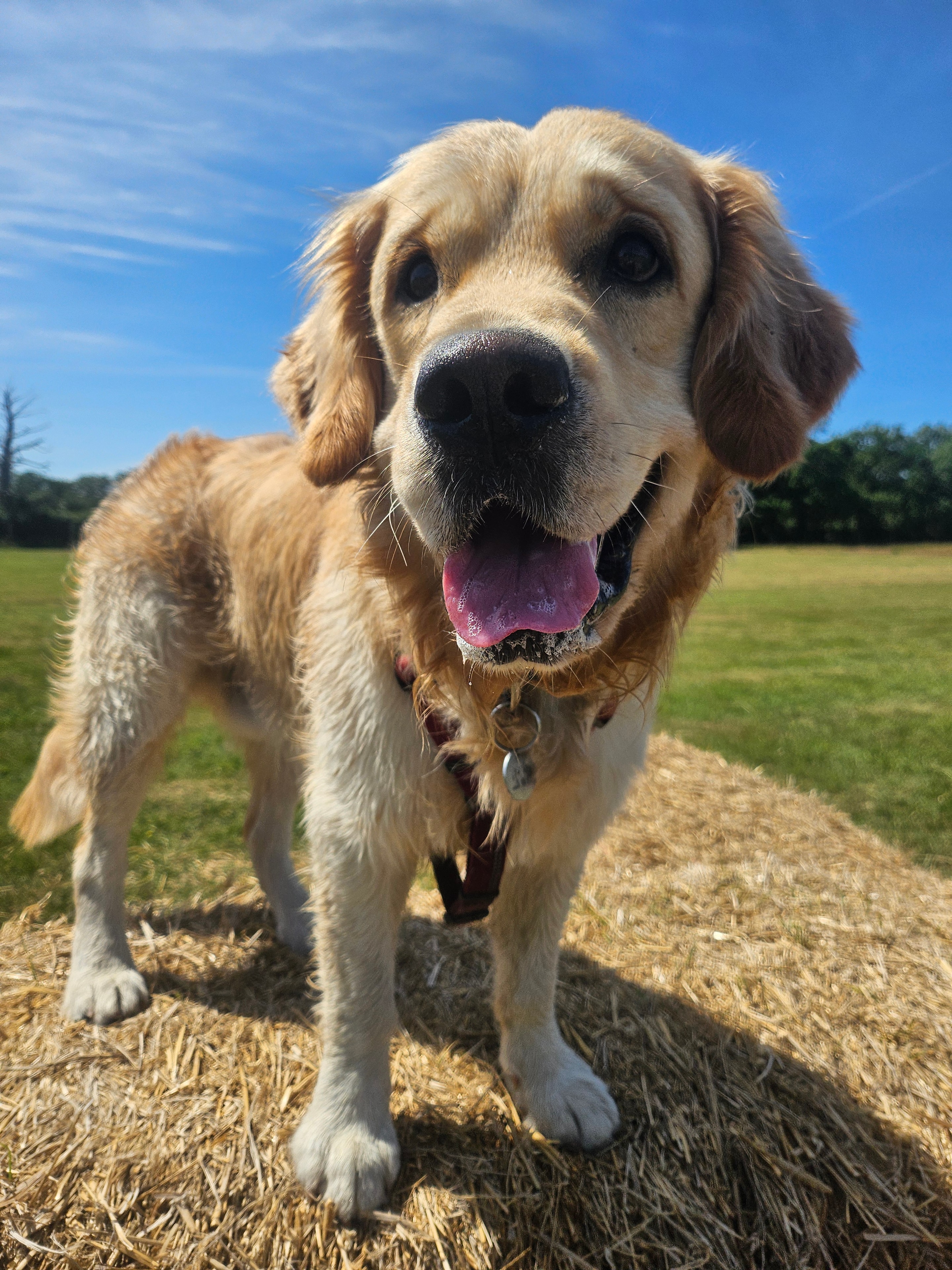 Loki (Golden Retriever)