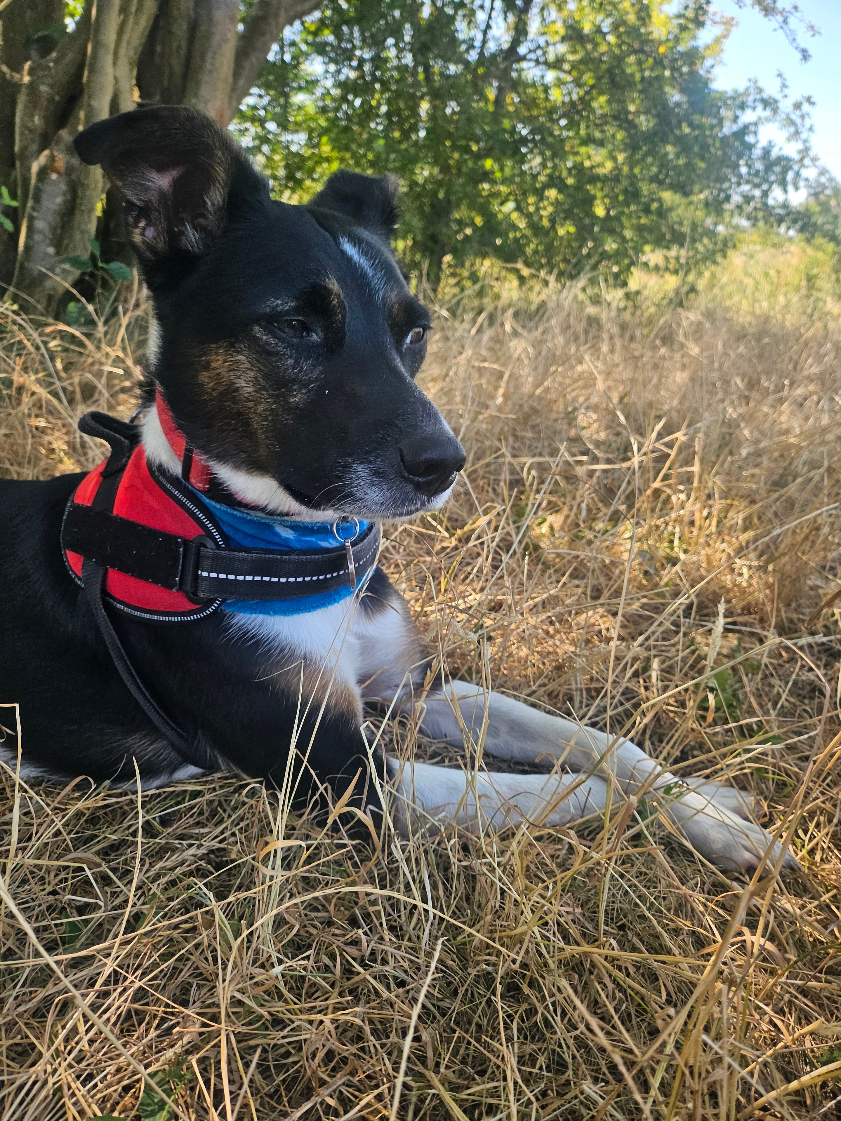 Olive (Romanian Rescue)