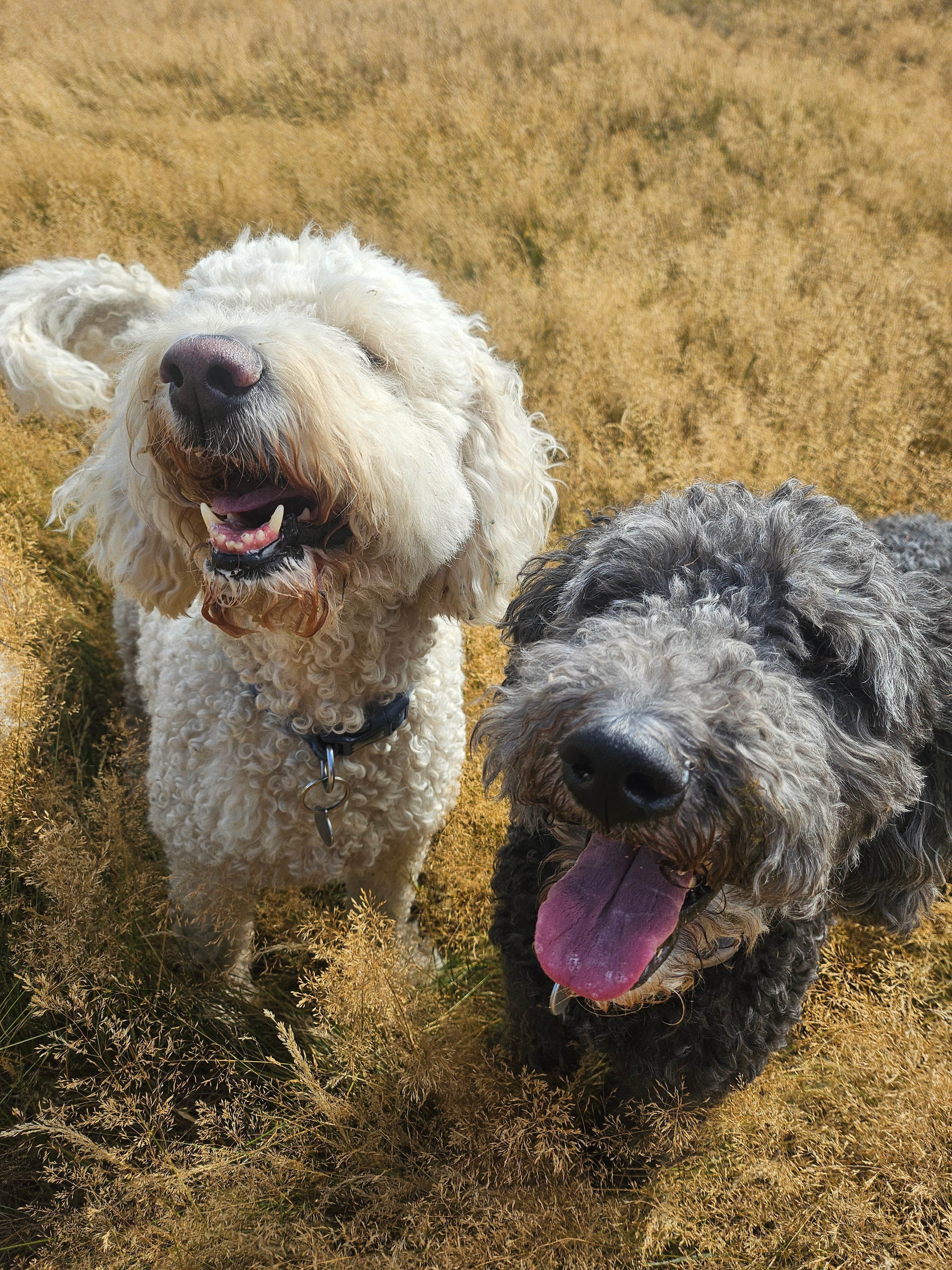 Cookie (Labradoodle) Shadow (Sheepadoodle)