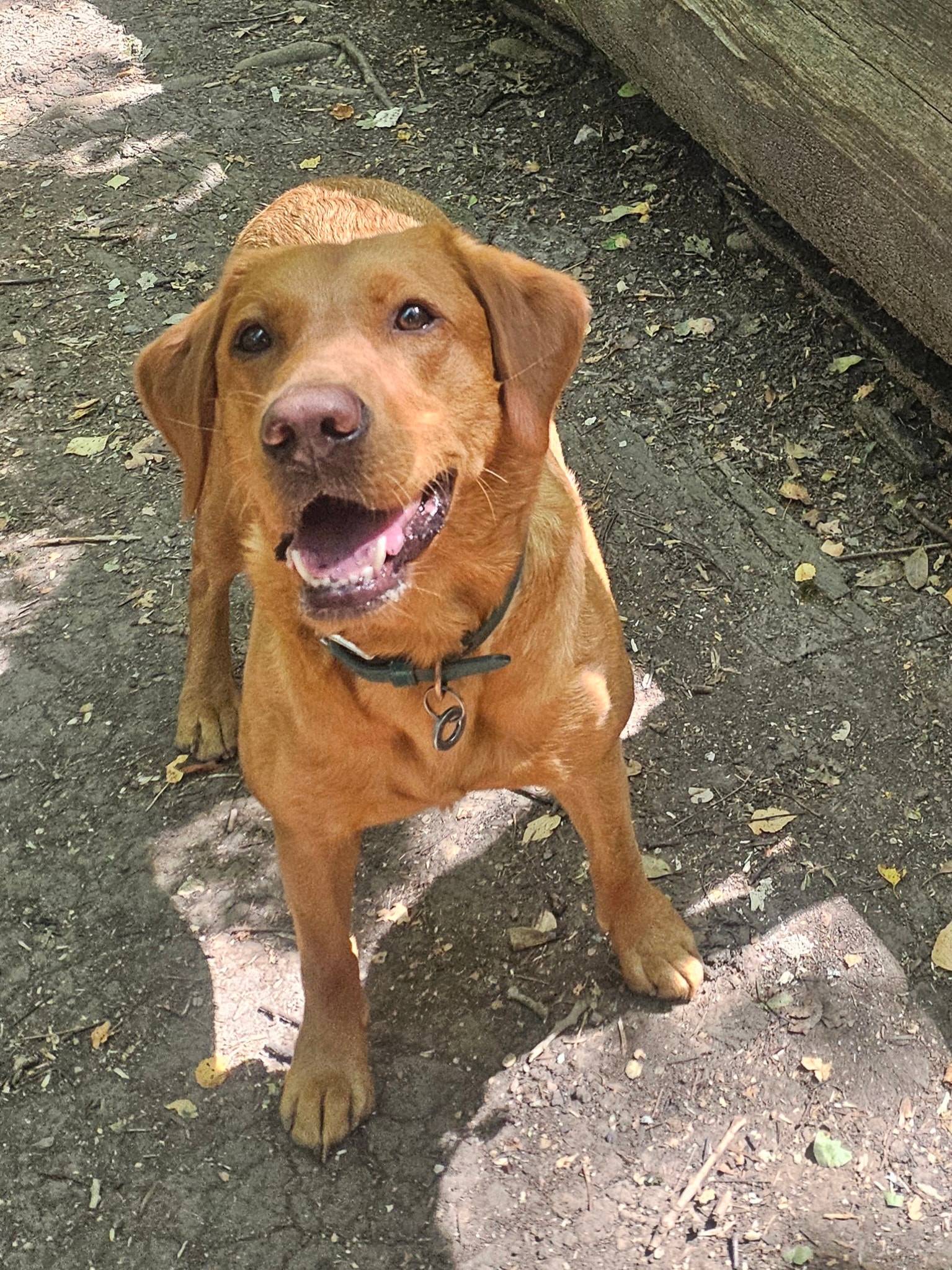 Chilli (Labrador)